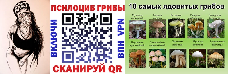 Псилоцибиновые грибы Cubensis Зуевка